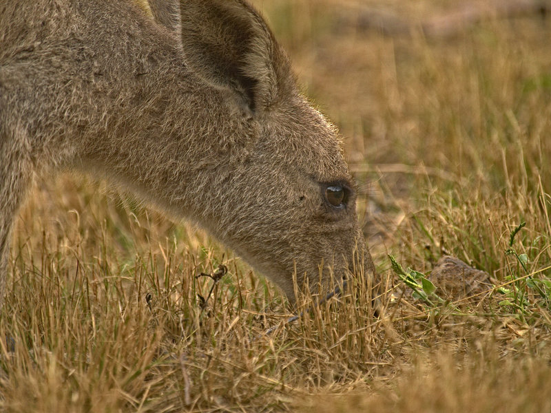 Wallaby, Warrumbungle